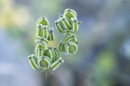 Filename=Pianta_Lumaca_wb.jpg
Filesize=424KB
Dimensions=1024x684
Date added=May 02, 2017 Pianta_Lumaca_wb.jpg