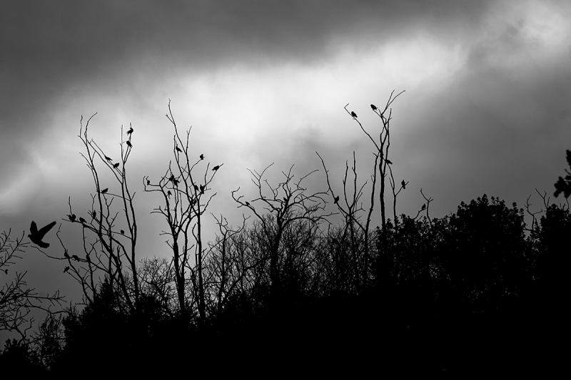 Clicca per l'immagine full size