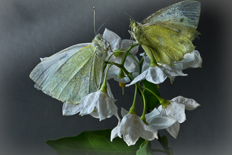Clicca per l'immagine full size