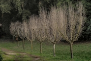 alberi.JPG