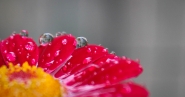 flowers.jpg flowers.jpg