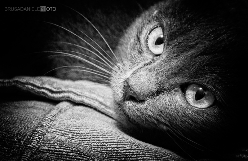 Clicca per l'immagine full size