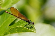 Nome File=calopteryx1.jpg
Dimensione File=439KB
Dimensioni=1200x800
Data aggiunta=Giu 02, 2014 calopteryx1.jpg