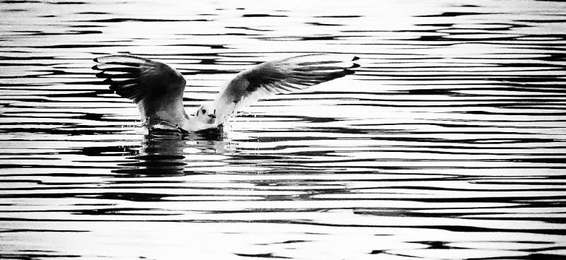 Clicca per l'immagine full size