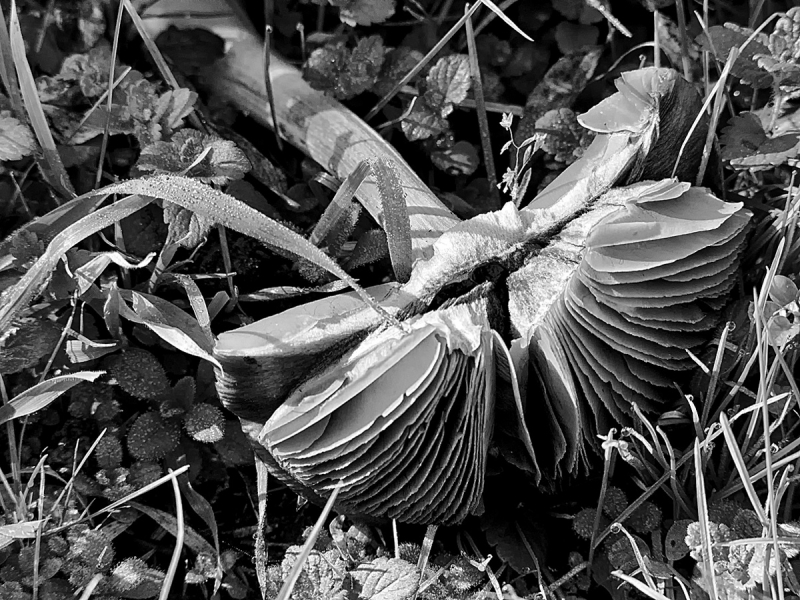 Clicca per l'immagine full size