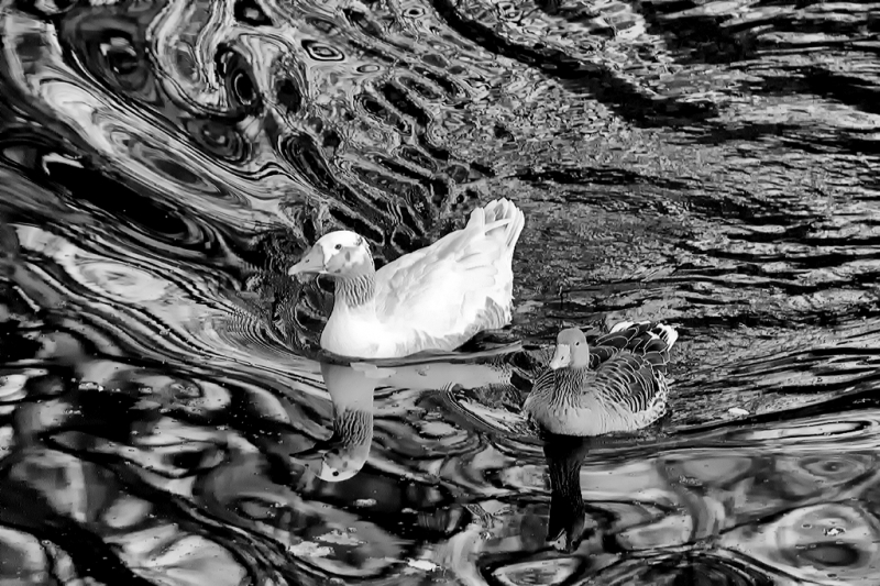 Clicca per l'immagine full size