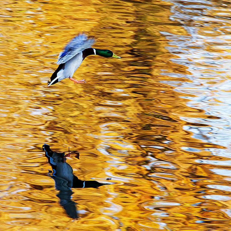 Clicca per l'immagine full size