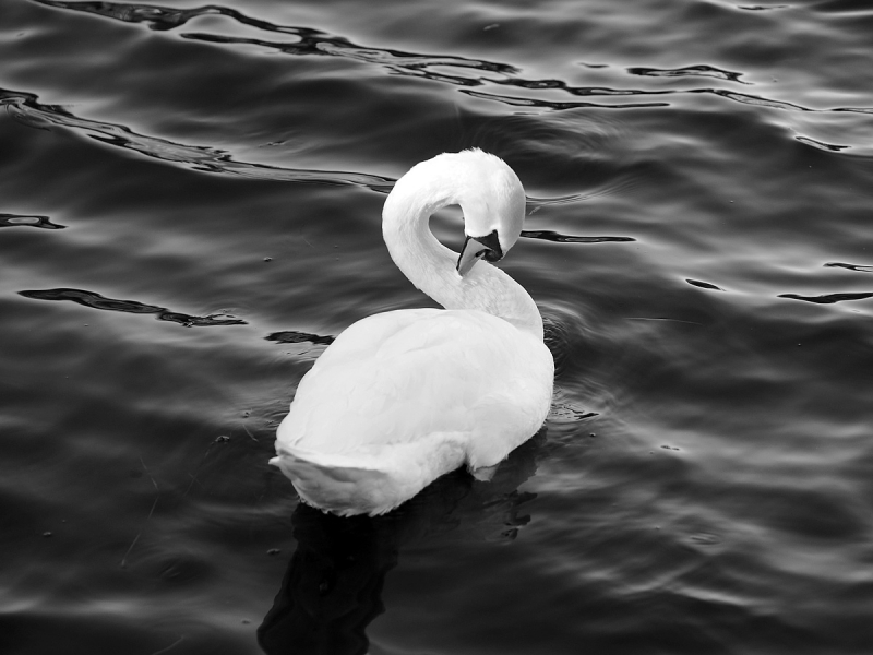 Clicca per l'immagine full size