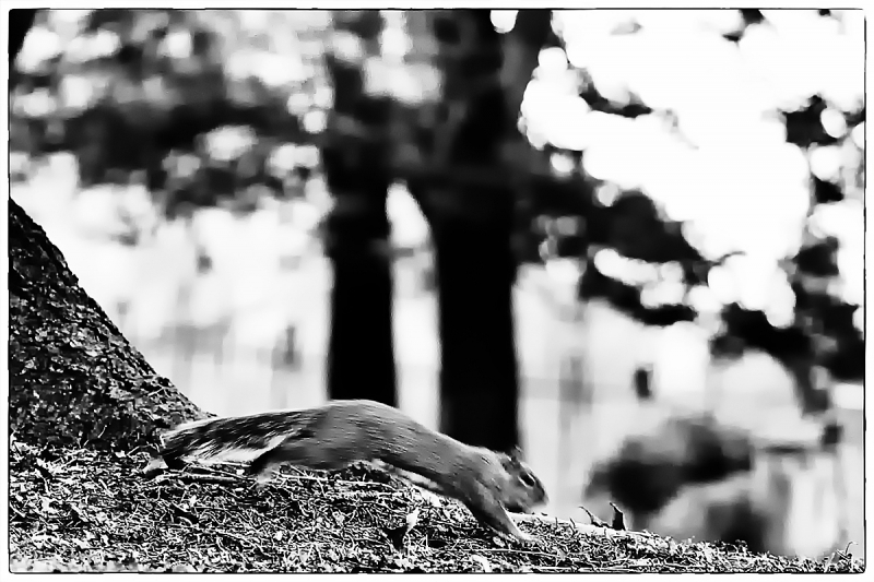 Clicca per l'immagine full size