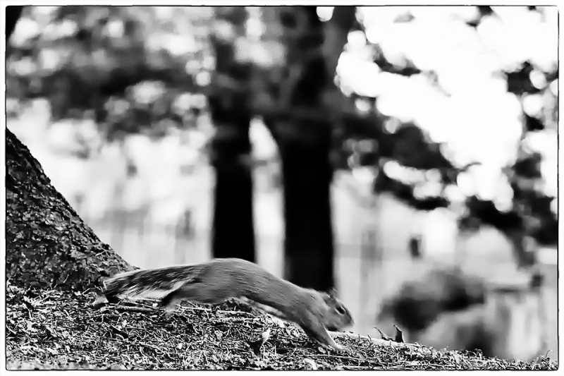 Clicca per l'immagine full size