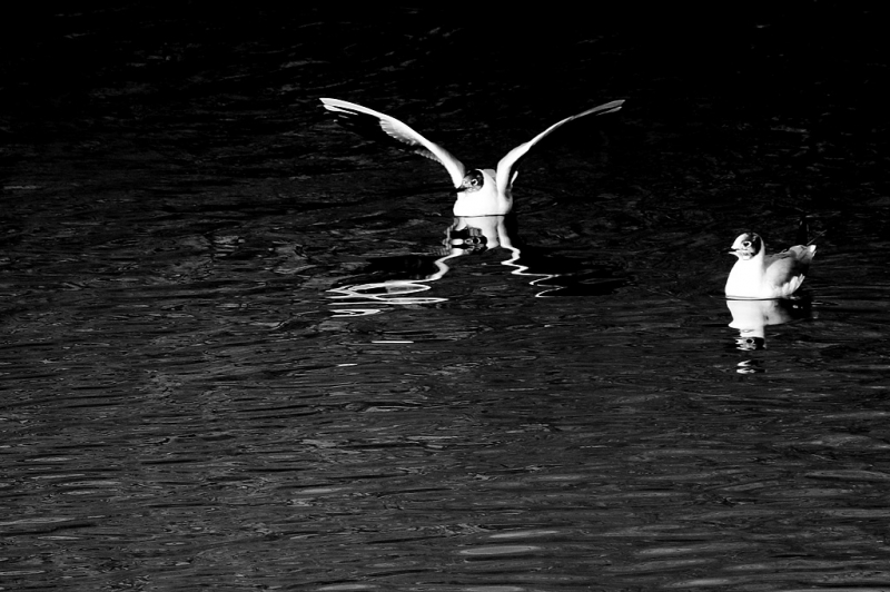 Clicca per l'immagine full size