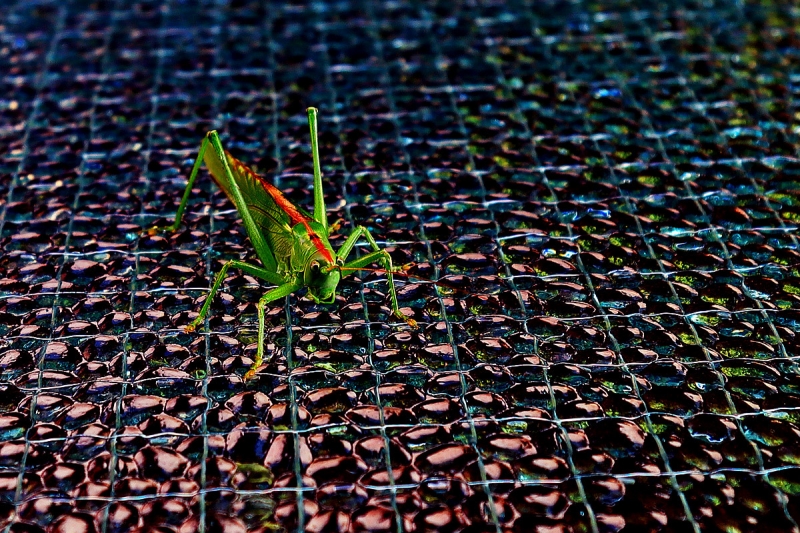 Clicca per l'immagine full size