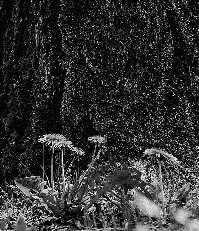 Clicca per l'immagine full size