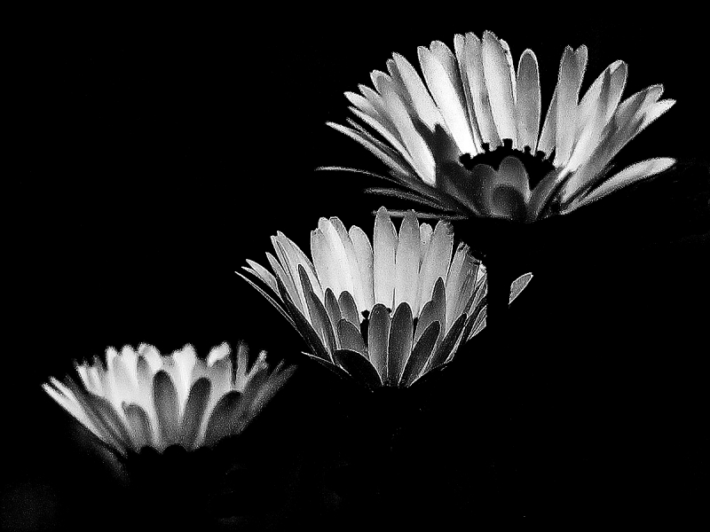 Clicca per l'immagine full size