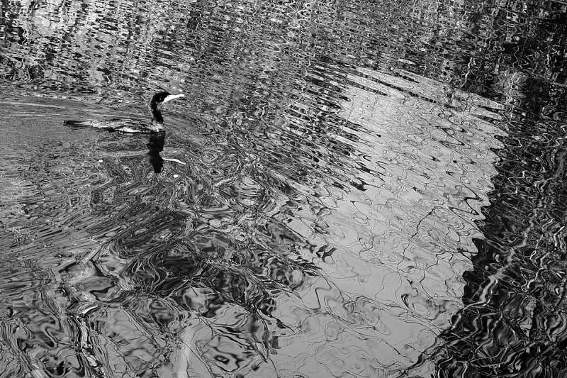 Clicca per l'immagine full size
