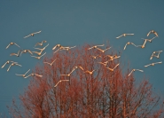 20100220VoloTramontoIMG1102EW.jpg