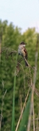 Nome File=20150528CantoIMG1582EW.jpg
Dimensione File=229KB
Dimensioni=315x1024
Data aggiunta=Set 07, 2015 20150528CantoIMG1582EW.jpg
