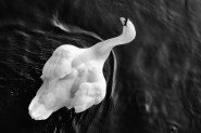 Nome File=20160123CignoBNP1230137EW.jpg
Dimensione File=364KB
Dimensioni=1024x683
Data aggiunta=Feb 27, 2016 20160123CignoBNP1230137EW.jpg