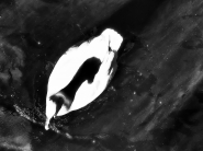 Nome File=20170307oAnimaPaperoP3070229EmmW.jpg
Dimensione File=389KB
Dimensioni=1200x900
Data aggiunta=Mar 16, 2017 20170307oAnimaPaperoP3070229EmmW.jpg