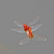 20170826LibelluleFremitoIMG3166EmmW.jpg