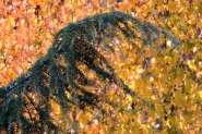 20171103cVerdeGialloIMG0759EmmW.jpg