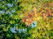 Filename=20171107OlyBicolorPB030040ERW.jpg
Filesize=559KB
Dimensions=1200x900
Date added=Oct 28, 2023 20171107OlyBicolorPB030040ERW.jpg