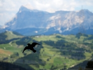 Nome File=20180804oVoloPanoramicoP8041739EmmW.jpg
Dimensione File=326KB
Dimensioni=1200x900
Data aggiunta=Set 28, 2018 20180804oVoloPanoramicoP8041739EmmW.jpg