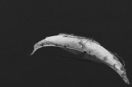 20180908cLibellulaLunaIMG0565EmmW.jpg