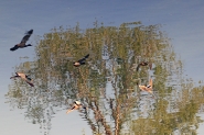 Nome File=20190420cAlberoAcquaIMG7777EMMW.jpg
Dimensione File=543KB
Dimensioni=1200x800
Data aggiunta=Apr 20, 2019 20190420cAlberoAcquaIMG7777EMMW.jpg