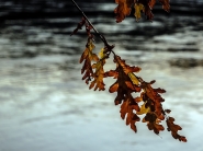 Filename=20191204OlyFoglieCadentiPC040016ERW.jpg
Filesize=562KB
Dimensions=1200x900
Date added=Nov 03, 2023 20191204OlyFoglieCadentiPC040016ERW.jpg