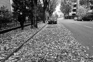 Filename=20201101cPassanteSolitarioIMG_4558EMMW.jpg
Filesize=578KB
Dimensions=1200x800
Date added=Dec 13, 2020 20201101cPassanteSolitarioIMG_4558EMMW.jpg