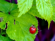 Nome File=20220429oCoccinellaP5080033EMMW.jpg
Dimensione File=583KB
Dimensioni=1200x900
Data aggiunta=Mag 11, 2022 20220429oCoccinellaP5080033EMMW.jpg