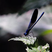 20220611cLibellulaBluIMG_4916EMMW.jpg