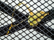20230830OlyFogliaPrigionieraP8300101ERW.jpg