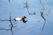 20240622OlyOcchioRossoP6220053ERW.jpg