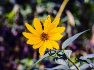 20240927OlyFioreGialloP9270097ERWDUE.jpg