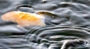 PanePesceP8290064EW.jpg PanePesceP8290064EW.jpg