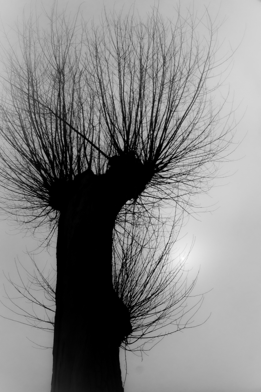 Clicca per l'immagine full size