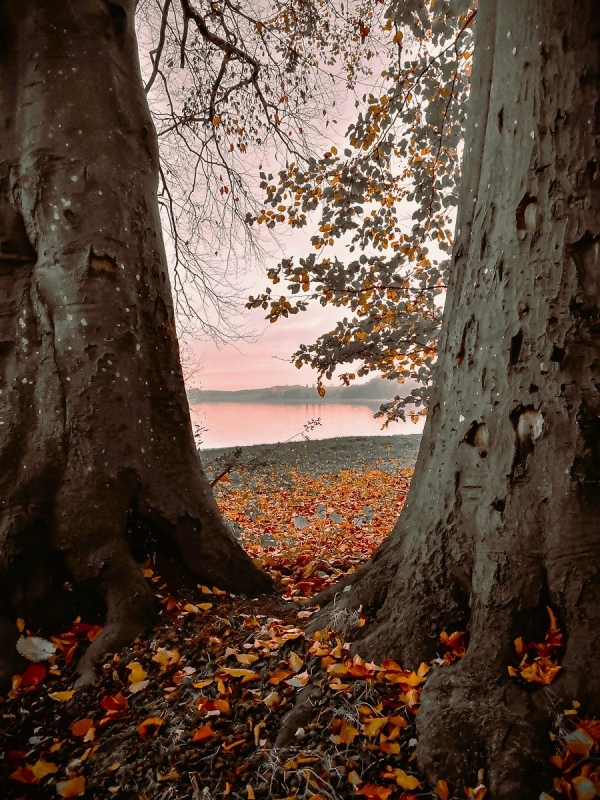 Clicca per l'immagine full size