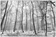 Nome File=Winter_forrest_BN.JPG
Dimensione File=565KB
Dimensioni=1200x800
Data aggiunta=Gen 25, 2016 Winter_forrest_BN.JPG