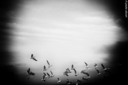 Filename=birds.JPG
Filesize=328KB
Dimensions=1000x667
Date added=Jan 19, 2016 birds.JPG