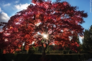 Nome File=japaneese_cherrytree.JPG
Dimensione File=447KB
Dimensioni=1200x794
Data aggiunta=Ott 29, 2016 japaneese_cherrytree.JPG