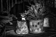 Nome File=mt,cat,bn_(1_of_1).JPG
Dimensione File=439KB
Dimensioni=1200x800
Data aggiunta=Lug 09, 2017 mt,cat,bn_(1_of_1).JPG