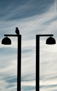 seagull_standing_over_lamps.JPG