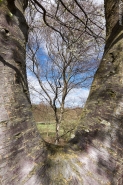 Nome File=tree_in_tree_.JPG
Dimensione File=460KB
Dimensioni=800x1200
Data aggiunta=Apr 10, 2017 tree_in_tree_.JPG