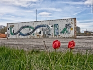 tulips_and_container-1.JPG