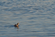 DSC_0610-2.jpg
