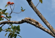 Nome File=002_1200_Iguana_Puerto_Limon_Costa_Rica_.jpg
Dimensione File=380KB
Dimensioni=1200x830
Data aggiunta=Mag 04, 2016 002_1200_Iguana_Puerto_Limon_Costa_Rica_.jpg