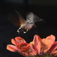 Filename=1747_1200_sfinge_su_zinnia_(Hawak-moth).jpg
Filesize=364KB
Dimensions=1200x1200
Date added=Nov 14, 2021 1747_1200_sfinge_su_zinnia_(Hawak-moth).jpg
