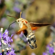 391_1000_Hummingbird_Hawk-moth.jpg